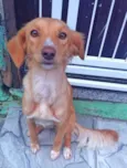 princesa, lilica e d