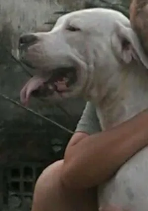 Cachorro raça dogo argentino idade 3 anos nome malu