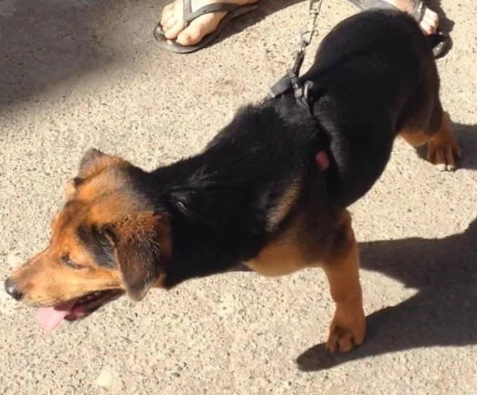 Cachorro ra a  idade 2 a 6 meses nome Mel