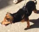 Cachorro raça  idade 2 a 6 meses nome Mel