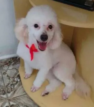 Cachorro raça Poodle  idade 1 ano nome Mel e Bela
