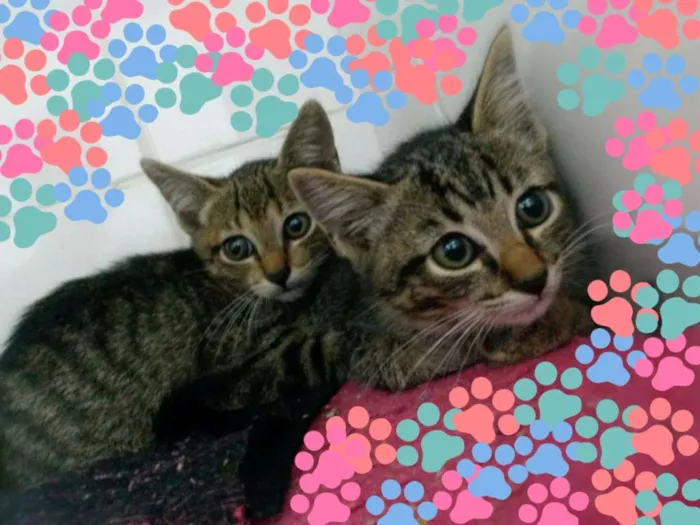 Gato ra a Srd idade Abaixo de 2 meses nome Oncinhos