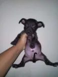 Filhotes Fofos