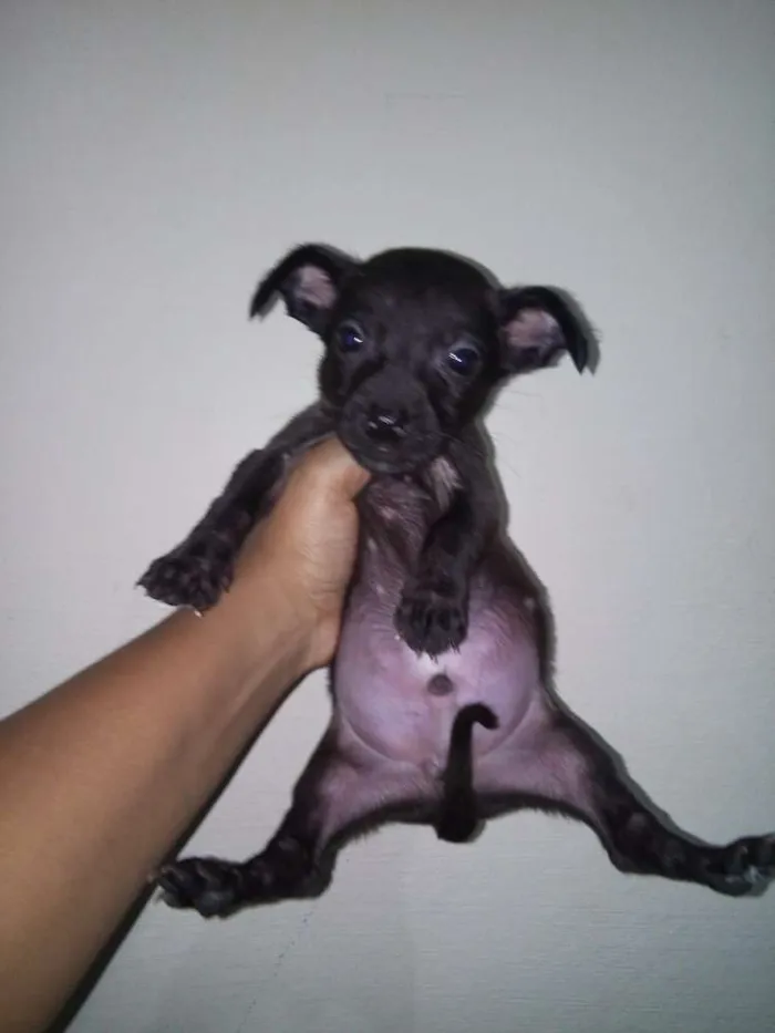 Cachorro ra a SRD idade Abaixo de 2 meses nome Filhotes Fofos