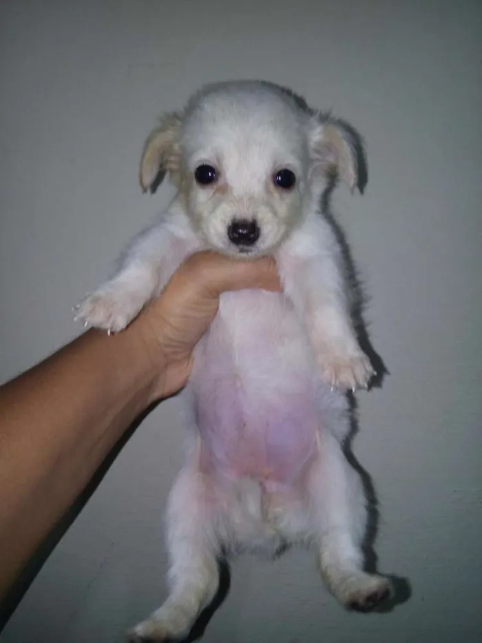 Cachorro ra a SRD idade Abaixo de 2 meses nome Filhotes Fofos