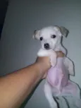 Filhotes Fofos