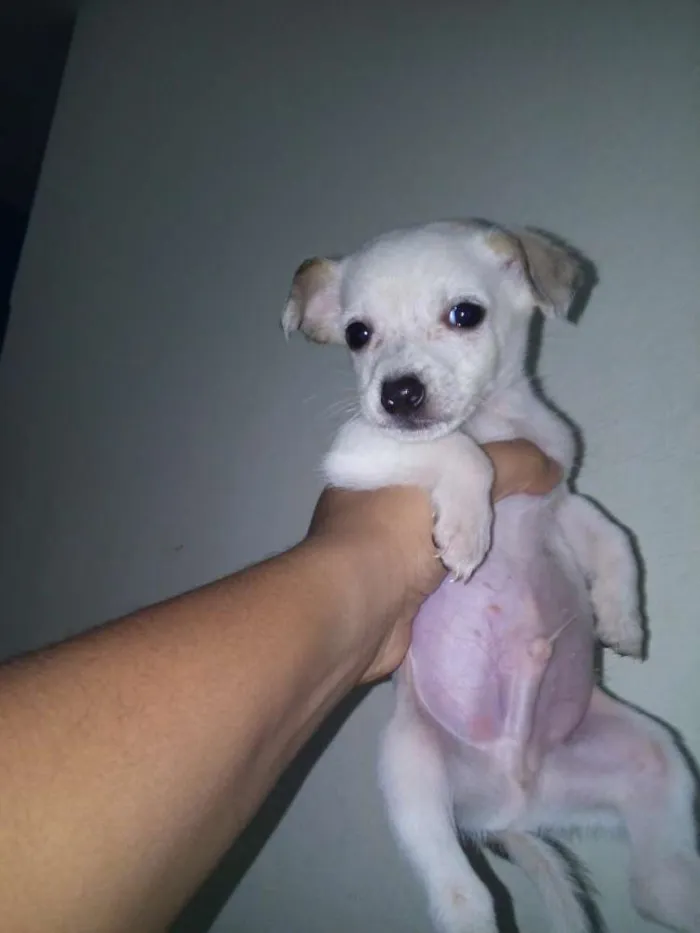 Cachorro ra a SRD idade Abaixo de 2 meses nome Filhotes Fofos
