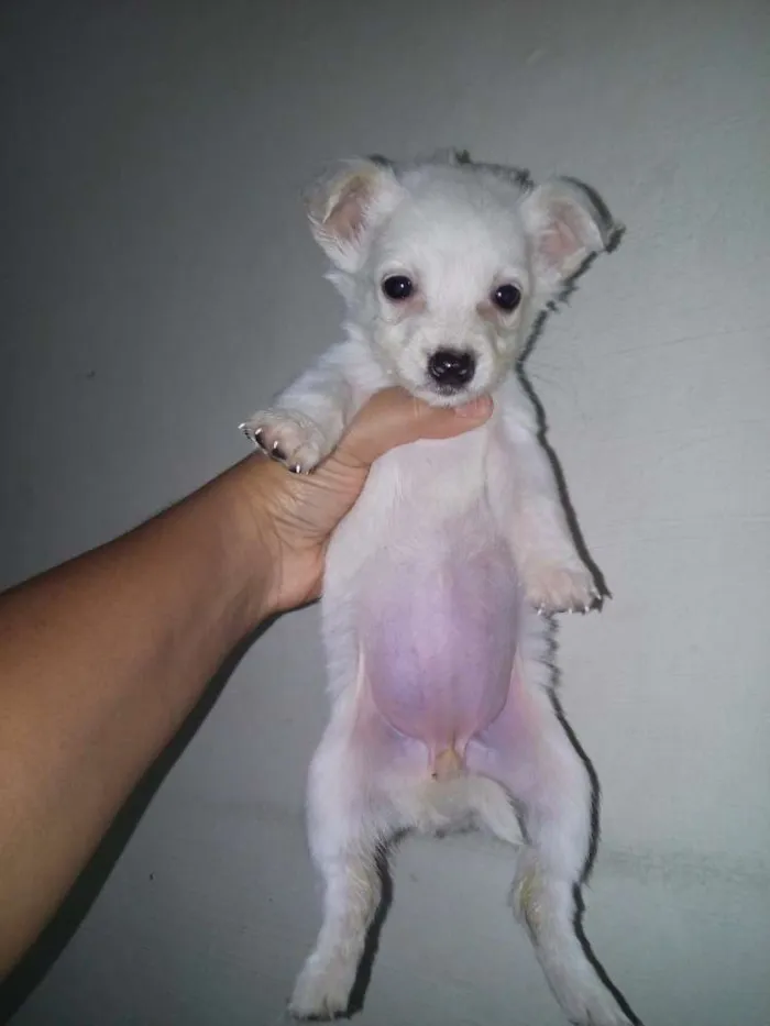 Cachorro ra a SRD idade Abaixo de 2 meses nome Filhotes Fofos