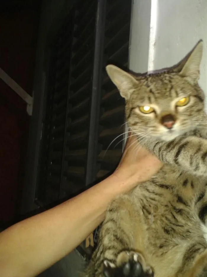 Gato ra a oncinha idade 7 a 11 meses nome filhote