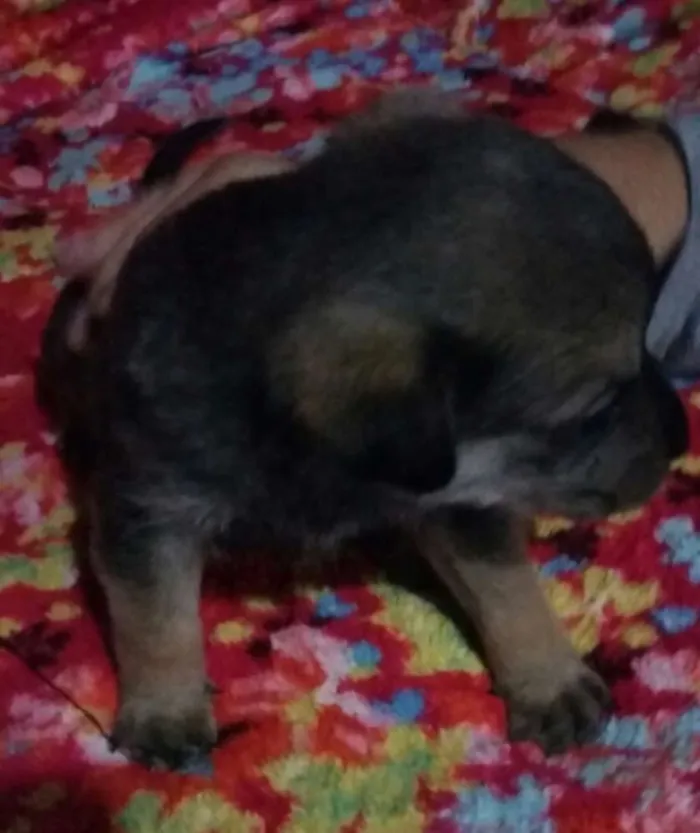 Cachorro ra a Indefinida  chow chow com rottweiler  idade Abaixo de 2 meses nome Filhotes 