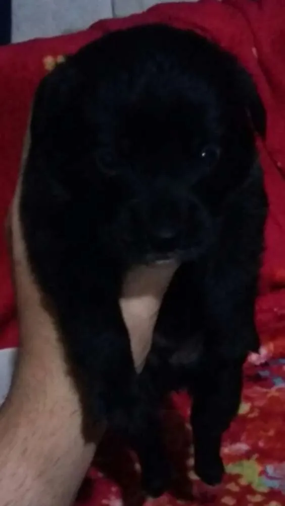 Cachorro ra a Indefinida  chow chow com rottweiler  idade Abaixo de 2 meses nome Filhotes 