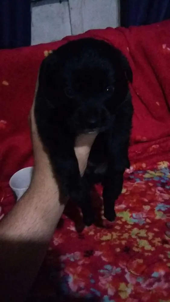 Cachorro ra a Indefinida  chow chow com rottweiler  idade Abaixo de 2 meses nome Filhotes 