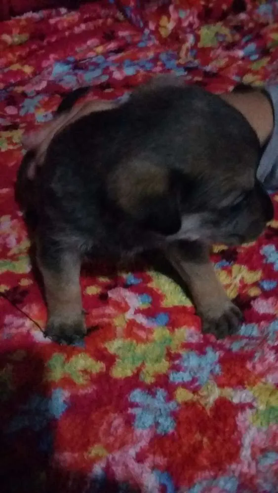 Cachorro ra a Indefinida  chow chow com rottweiler  idade Abaixo de 2 meses nome Filhotes 