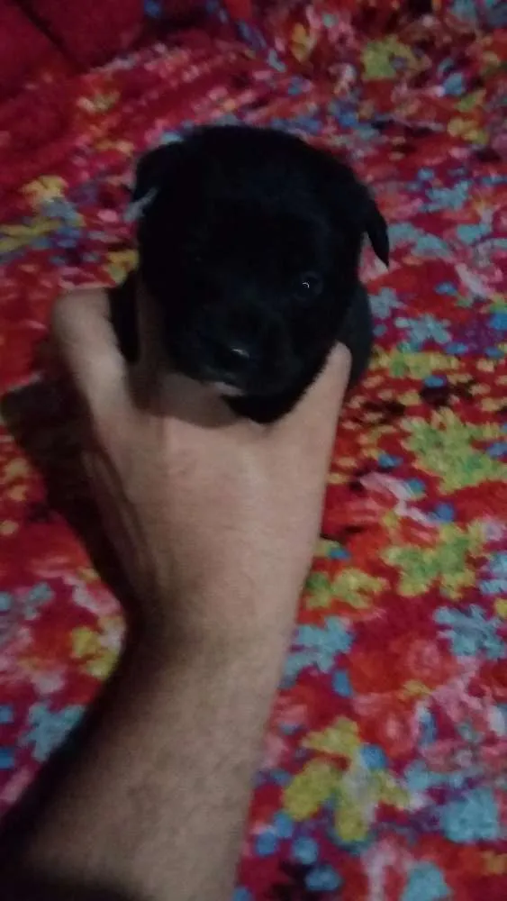 Cachorro ra a Indefinida  chow chow com rottweiler  idade Abaixo de 2 meses nome Filhotes 