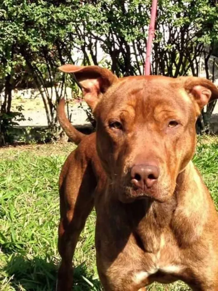 Cachorro ra a Pit-Bull idade 1 ano nome KING