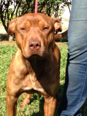 Cachorro raça Pit-Bull idade 1 ano nome KING