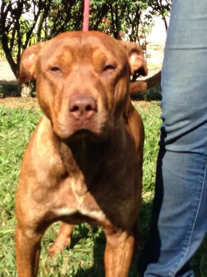 Cachorro ra a Pit-Bull idade 1 ano nome KING