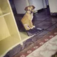 Pepper