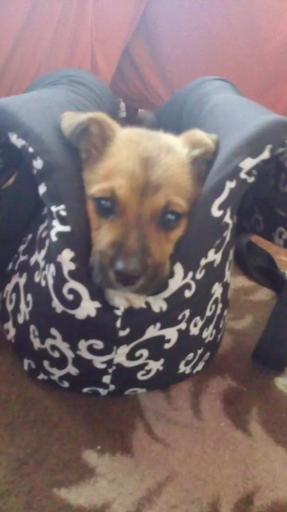 Cachorro ra a SRD idade 2 a 6 meses nome Pepper