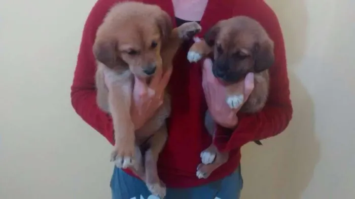 Cachorro ra a SRD idade 2 a 6 meses nome Pepper