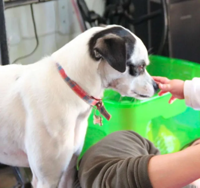 Cachorro ra a SRD idade 6 ou mais anos nome Pepita