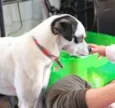 Pepita