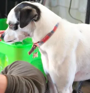Cachorro raça SRD idade 6 ou mais anos nome Pepita