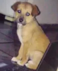 Pepper