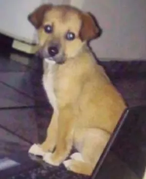Cachorro raça SRD idade 2 a 6 meses nome Pepper