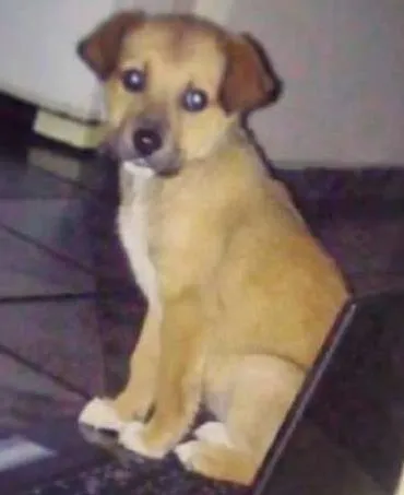 Cachorro ra a SRD idade 2 a 6 meses nome Pepper