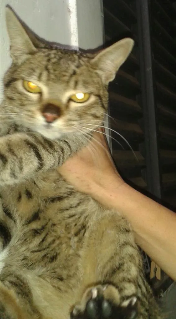 Gato ra a oncinha idade 7 a 11 meses nome filhote