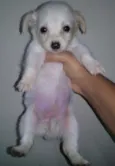 Filhotes Fofos