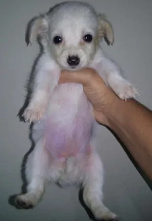 Cachorro raça SRD idade Abaixo de 2 meses nome Filhotes Fofos