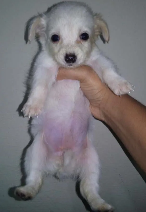 Cachorro ra a SRD idade Abaixo de 2 meses nome Filhotes Fofos