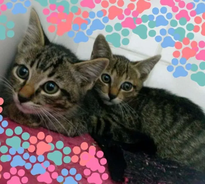 Gato ra a Srd idade Abaixo de 2 meses nome Oncinhos