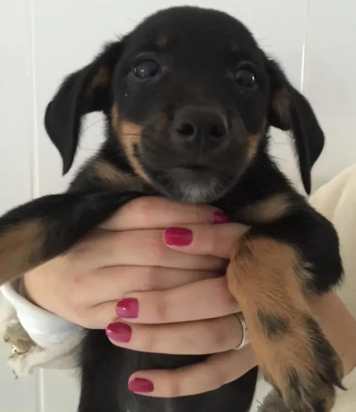 Cachorro ra a SRD  idade 2 a 6 meses nome Maria