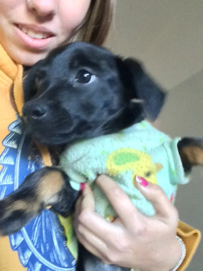 Cachorro ra a SRD  idade 2 a 6 meses nome Aninha 