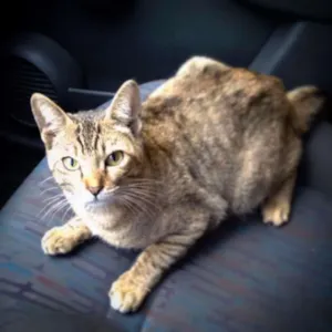 Gato raça SRD idade 2 a 6 meses nome Morgan