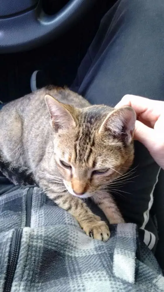 Gato ra a SRD idade 2 a 6 meses nome Morgan