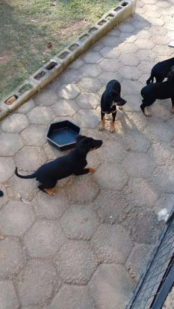Cachorro ra a  idade 2 a 6 meses nome princesa e outros