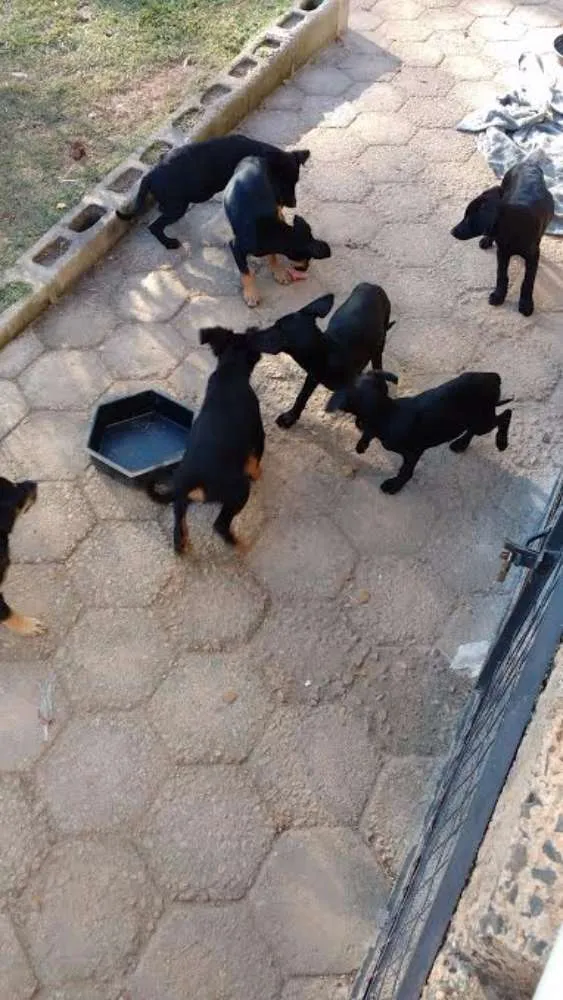 Cachorro ra a  idade 2 a 6 meses nome princesa e outros