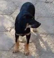 Cachorro ra a  idade 2 a 6 meses nome princesa e outros