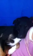 Cachorro raça mistura idade 7 a 11 meses nome Emy