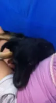 Cachorro raça mistura idade 7 a 11 meses nome Emy