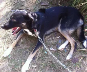 Cachorro raça mistura idade 7 a 11 meses nome Emy