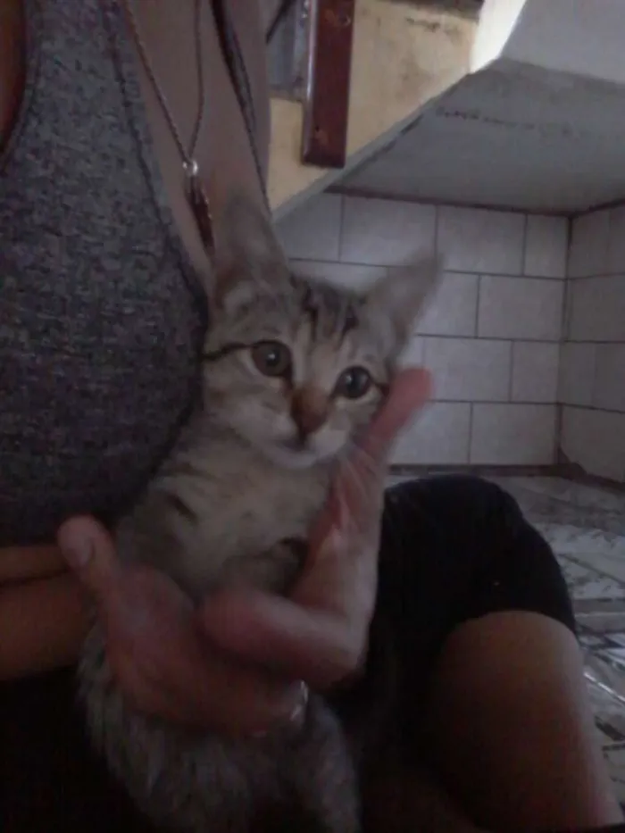 Gato raça SRD idade  nome Sem nome