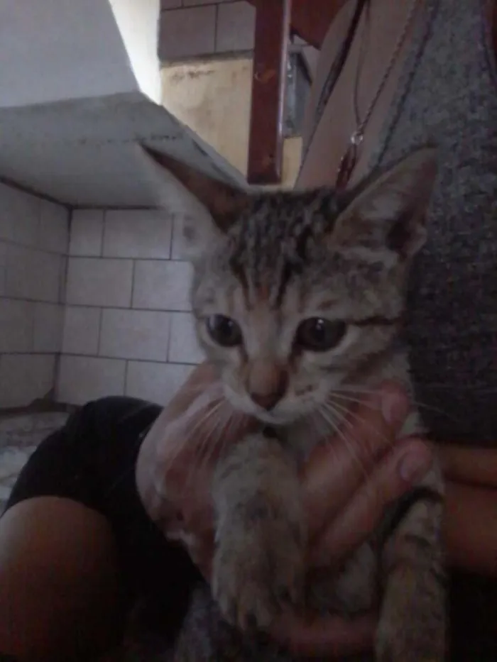Gato raça SRD idade  nome Sem nome