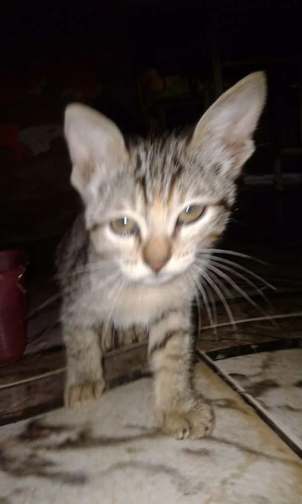 Gato raça SRD idade  nome Sem nome