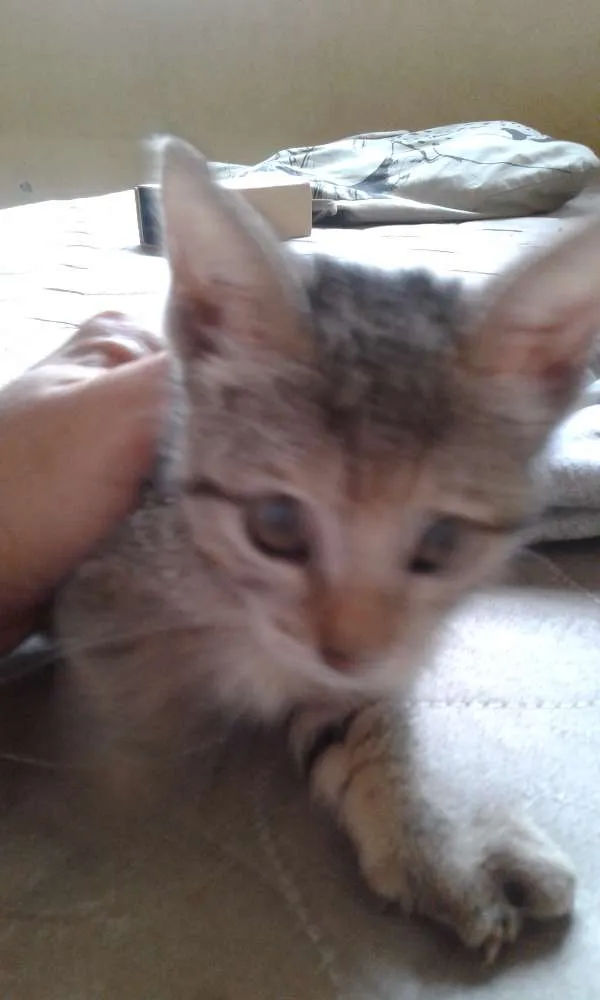 Gato raça SRD idade  nome Sem nome
