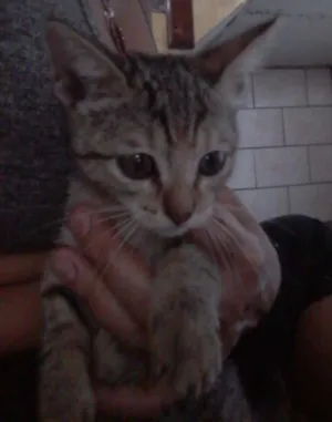 Gato raça SRD idade  nome Sem nome